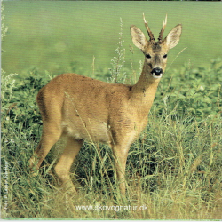 Bliv En Bedre Riffelj�ger (Skov Og Natur)