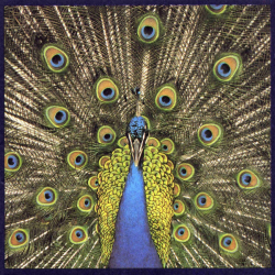 Bluetones - Expecting To Fly (1996)