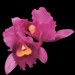 Opeth - Orchid (1995)