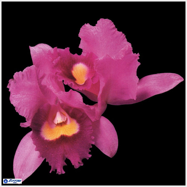 Opeth - Orchid (1995)