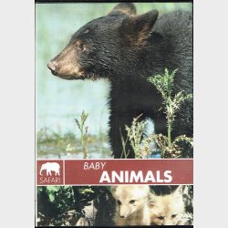Safari - Baby Animals