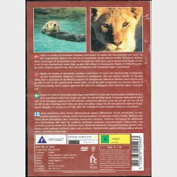 Safari - Baby Animals