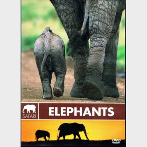 Safari - Elephants